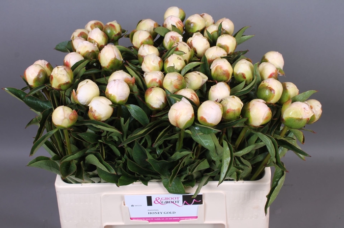 <h4>Paeonia Honey Gold | Heavy Quality</h4>
