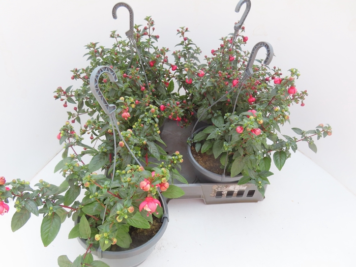 <h4>FUCHSIA GEM</h4>