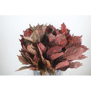 Aucuba Rood Pbs