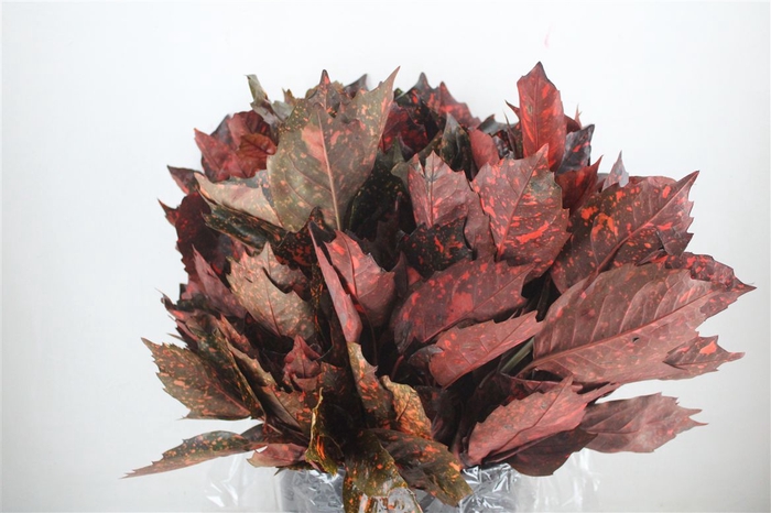 <h4>Aucuba Rood Pbs</h4>