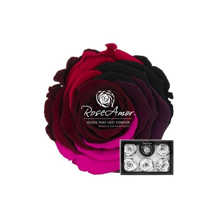 <h4>Xl Rainbow Pin02</h4>