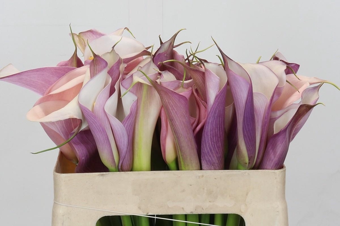 Zantedeschia Eydolls Purple White