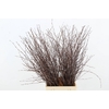 BETULA BS NATURAL FST