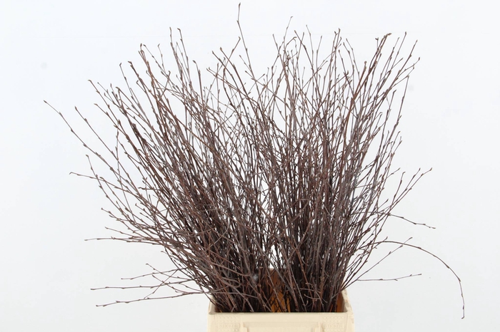 BETULA BS NATURAL FST
