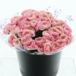 Ran Su Sr Charleston Super