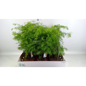 Bonsai   ...