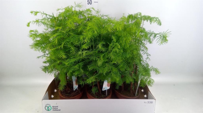 <h4>Bonsai   ...</h4>