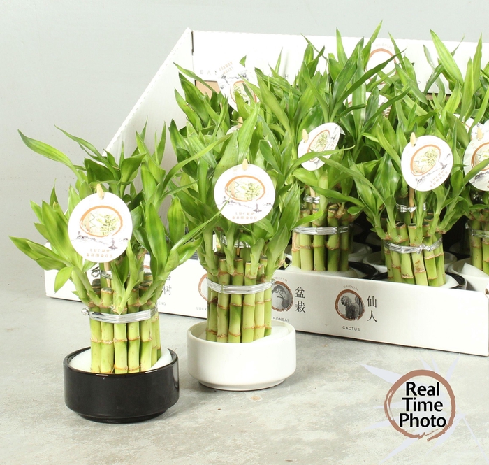 <h4>DRA LUCKY BAMBOO</h4>