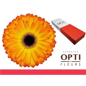 Gerbera Catwalk Doos