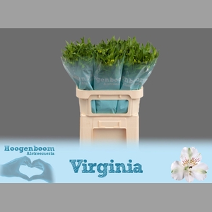 ALSTR VIRGINIA