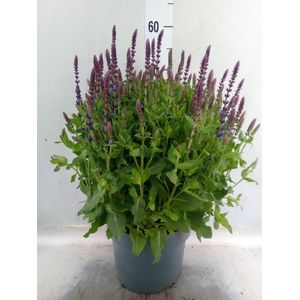 Salvia sylvestris 'Blue Marvel'