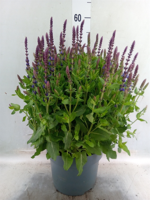 <h4>Salvia sylvestris 'Blue Marvel'</h4>