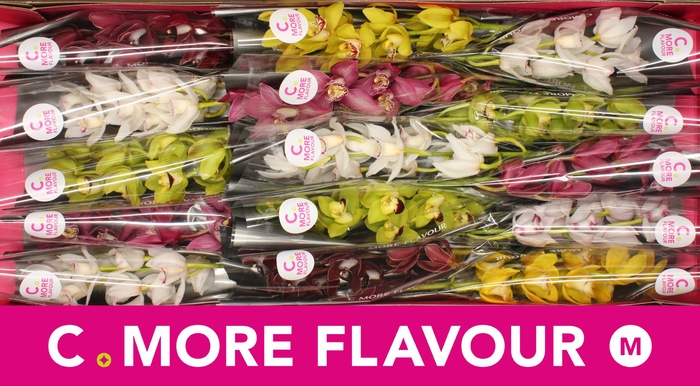 <h4>CYMB MI GEM</h4>