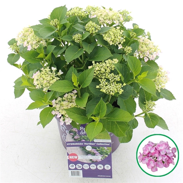 <h4>Hydrangea macr. Forever & Ever® Hortbux® Roze</h4>