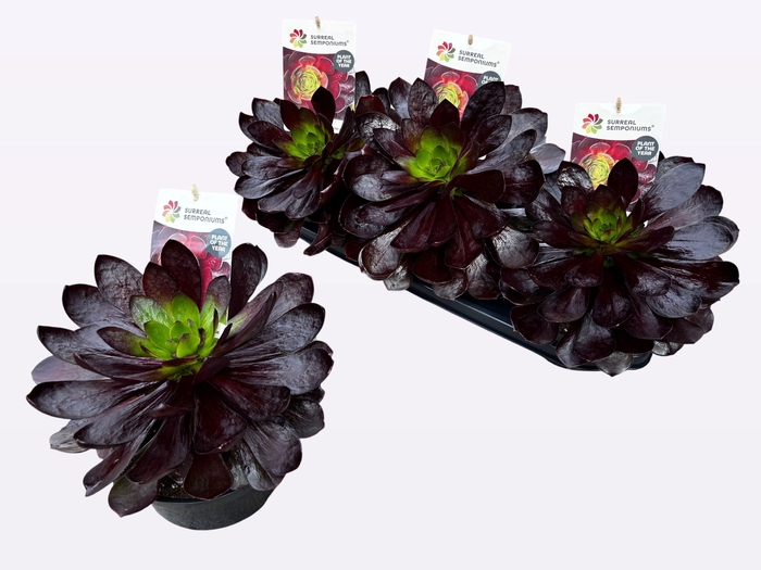 <h4>SEMPON DESTINY</h4>