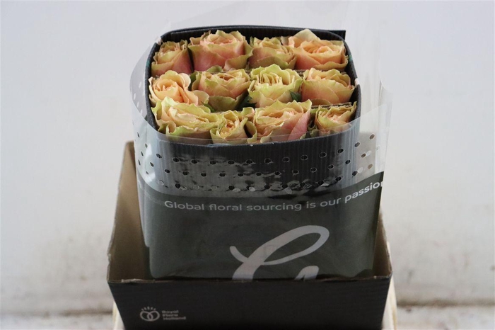 <h4>R Gr Pistachino</h4>