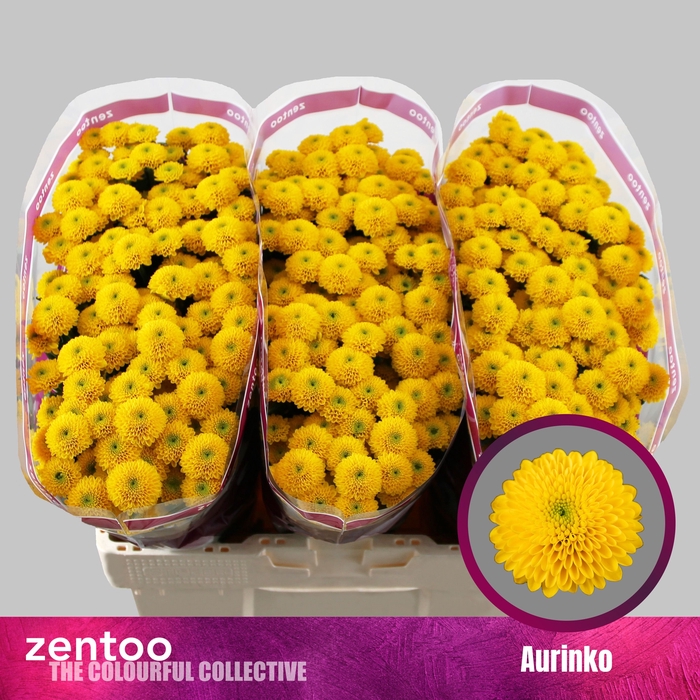 <h4>Chrysanten Chr S Aaa Aurinko</h4>