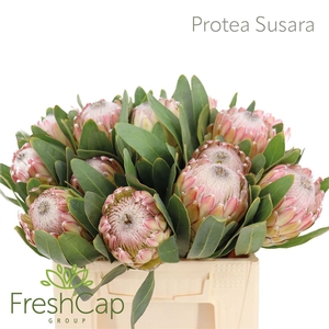 Protea Susara