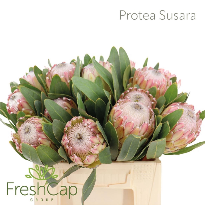 <h4>Protea 'Susara'</h4>
