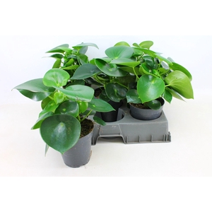 Peperomia Polybotrya 15cm