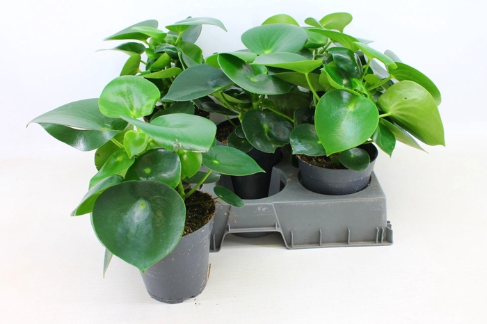 <h4>Peperomia Polybotrya 15cm</h4>
