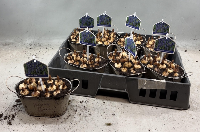 <h4>ARR MUSCARI</h4>