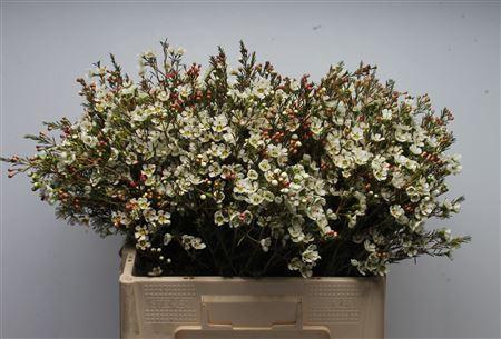 <h4>Chamelauc Sirius</h4>