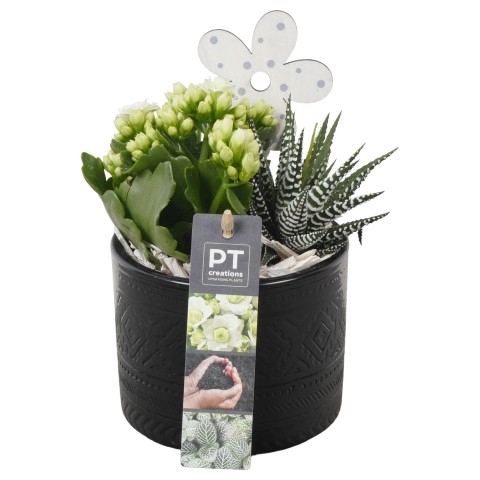 <h4>PTIB7445 Arrangementen kamerplanten</h4>