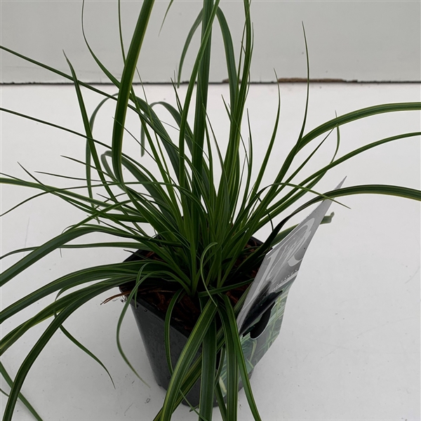 <h4>Carex 'Everlime'</h4>