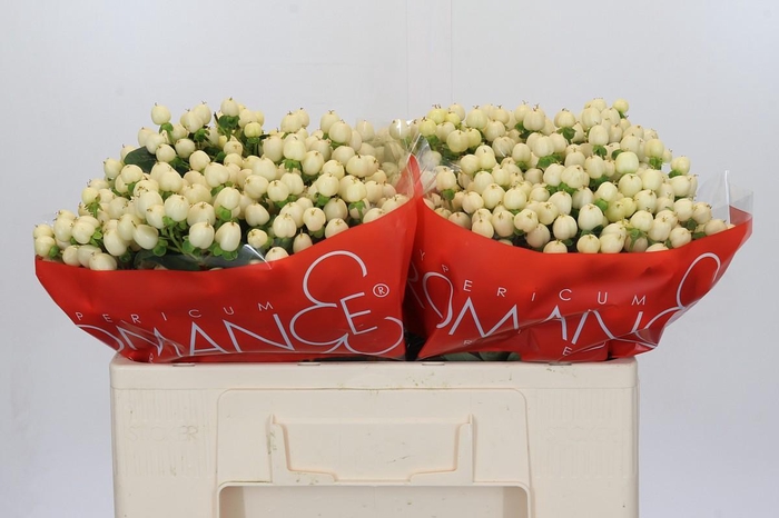 <h4>Hypericum Cool Romance</h4>