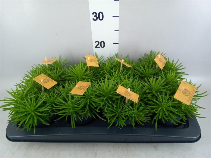 <h4>Senecio archeri 'Himalaya'</h4>