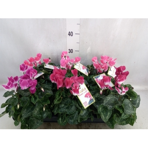 Cyclamen MD 'Indiaka'