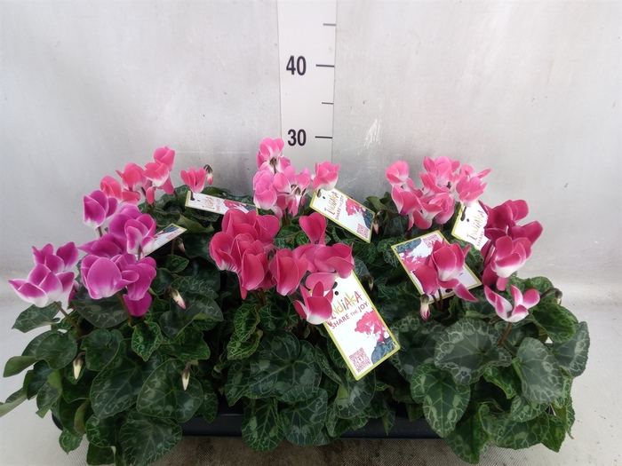 <h4>Cyclamen MD 'Indiaka'</h4>