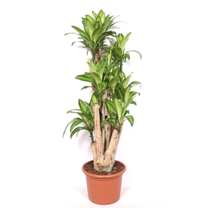 Dracaena Massangeana
