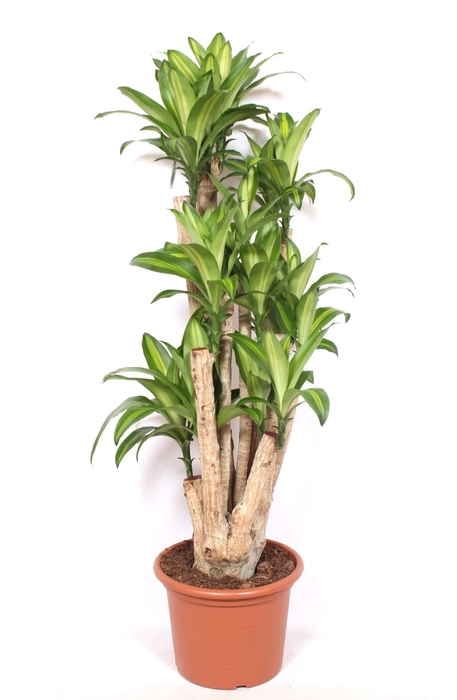 <h4>Dracaena Massangeana</h4>