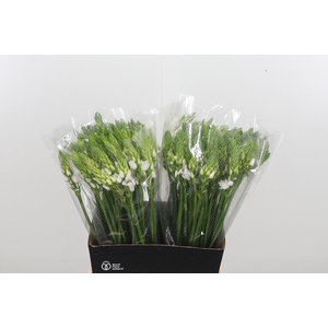 Ornithogalum Thyrsoides