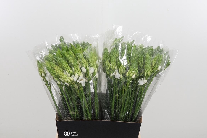 <h4>Ornithogalum Thyrsoides</h4>