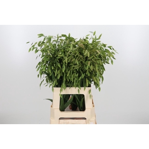 Chasmanthium Latifol