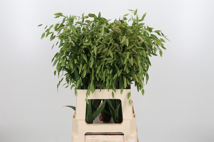 <h4>Chasmanthium Latifol</h4>