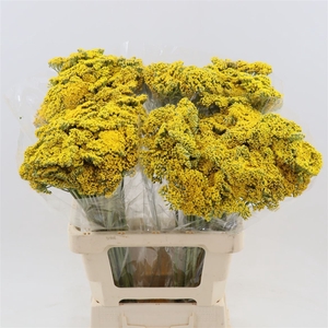 Achillea Parker's Variety