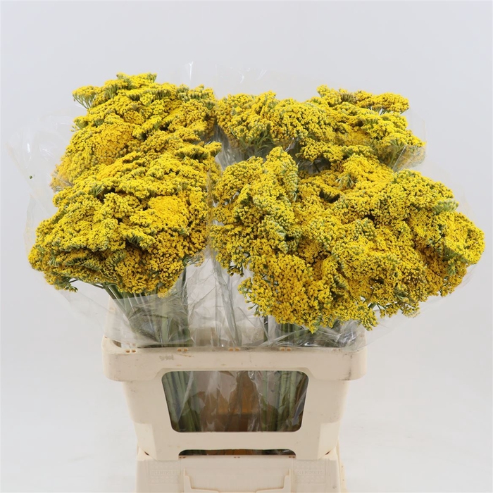 <h4>Achillea Parker's Variety</h4>