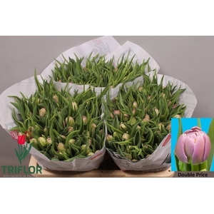 Tulipa do double price