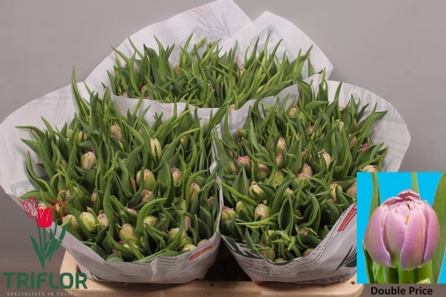 <h4>Tulipa do double price</h4>