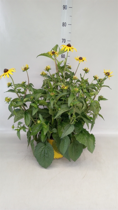 <h4>Rudbeckia fulgida 'Goldsturm'</h4>