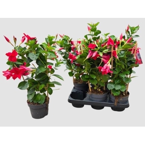 MANDE SUN RED