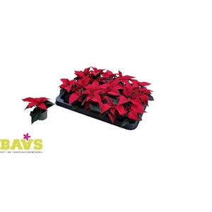 EUPH POINSETTIA MINI RED P6