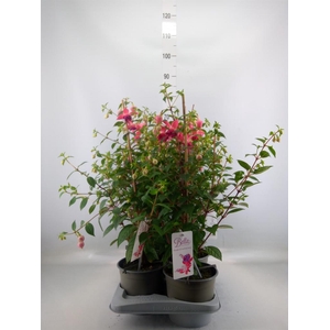 Fuchsia  'Bella Fuchsia Susanna'
