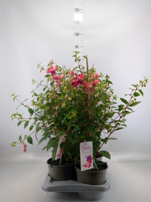 <h4>Fuchsia  'Bella Fuchsia Susanna'</h4>