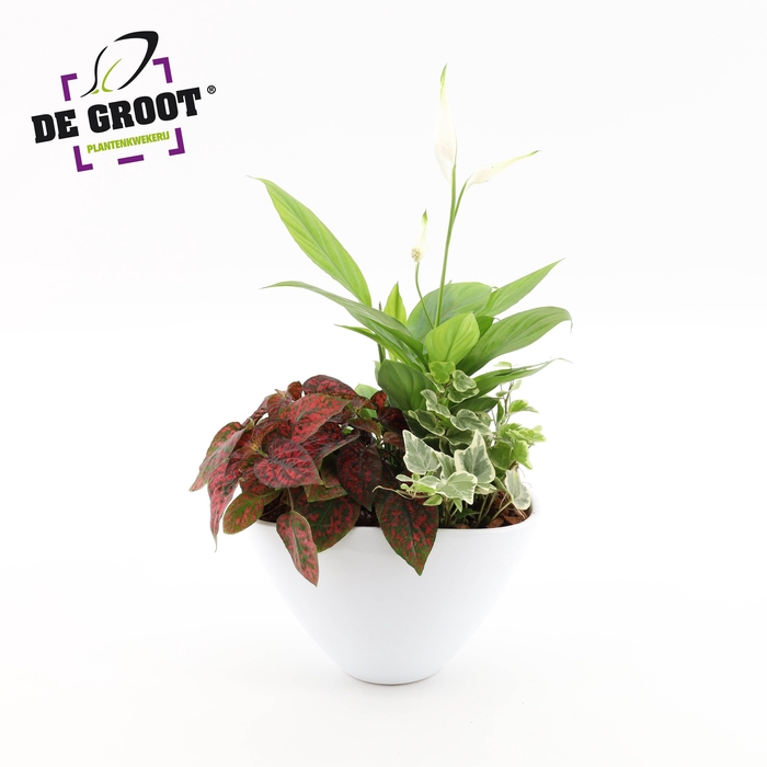 <h4>Arrangement Spathiphyllum in enveloppot</h4>