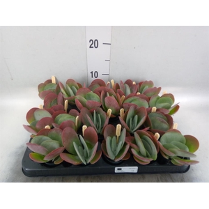 Kalanchoe NF thyrsiflora